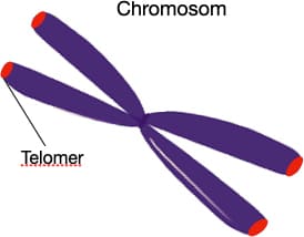Telomere